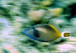 Got movement in image by using slow shutter speed and "pa... by Nikki Van Veelen 